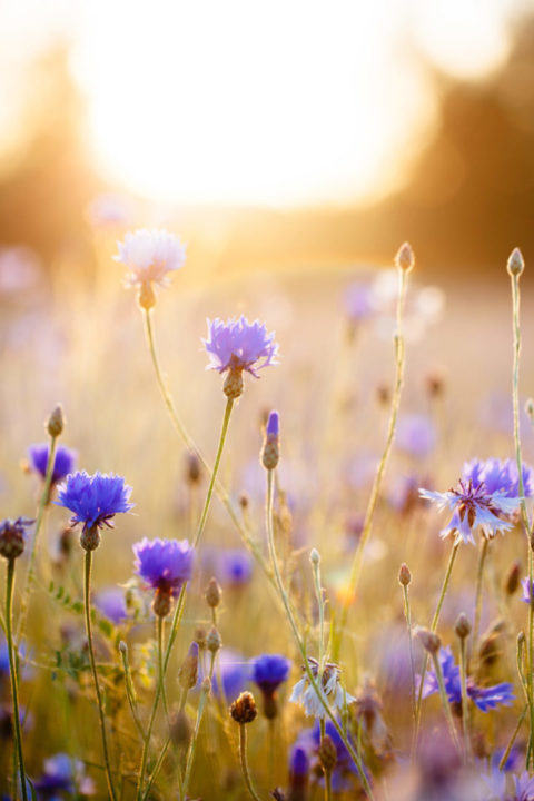 Cornflowers Spring meadow with cornflowers in sunrise.